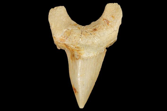Fossil Shark Tooth (Otodus) - Morocco #103207